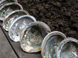 Tiburon Art Festival- Abalone Shells, Earth and Wood