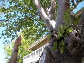 Tiburon Art Festival- Adorning Trees