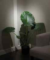 Elixir's Giant Philodendron