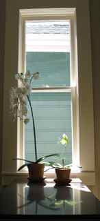 Elixir's Feng Shui- Green Orchid Faces Window