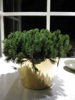 Elixir Feng Shui Window 15- mugo pine