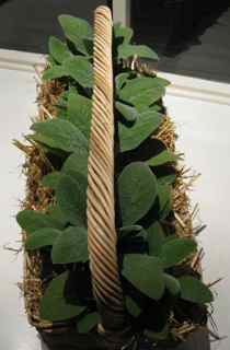 Elixir lambs ear