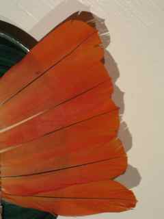 Feang Shui Parrot Feathers