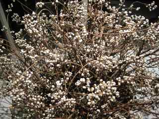 Elixir's Eighth Feng Shui Window- Tallowberry Jungle